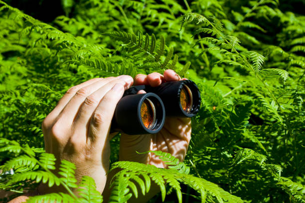 istock Binoculars in hand from the bushes 898724338