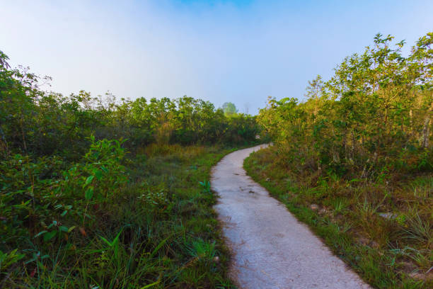 istock Walkway in the national park 898724800
