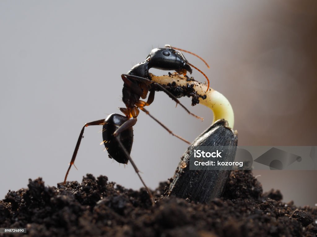 Insect gnawing the young shoots from seed Insect gnawing the young shoots from seed. African ant Camponotus fellah Insect Stock Photo