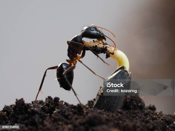 Insect Gnawing The Young Shoots From Seed Stock Photo - Download Image Now - Insect, Agriculture, Animal
