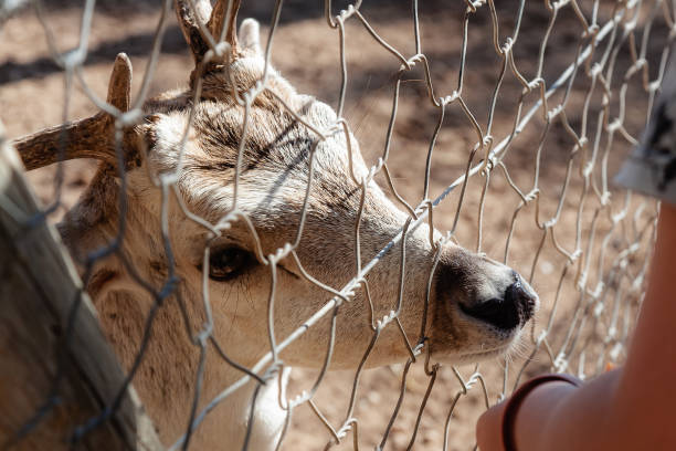 istock People feed the deer carrots through the bars 898727324