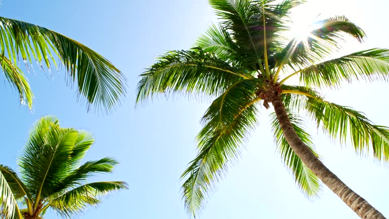 Low angle view of coconut palm trees on Caribbean beach