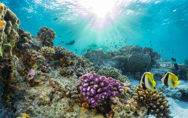 istock Coral reef with tropical fish in the Maldives 898728806