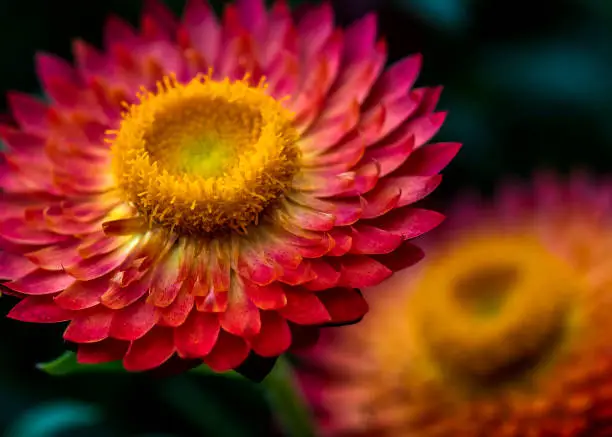 This is a close-up view of a Cottage Bronze Strawflower.