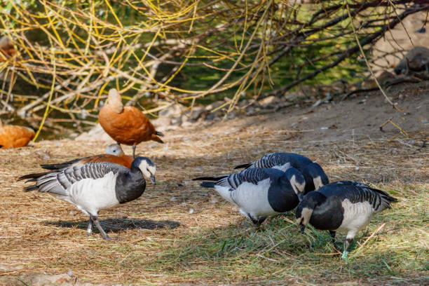 istock Wild ducks walk on the lake shore 898732460