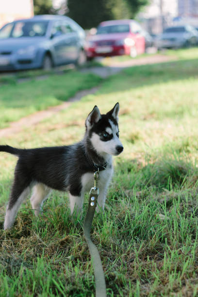 istock Little husky puppy at walk 898732800