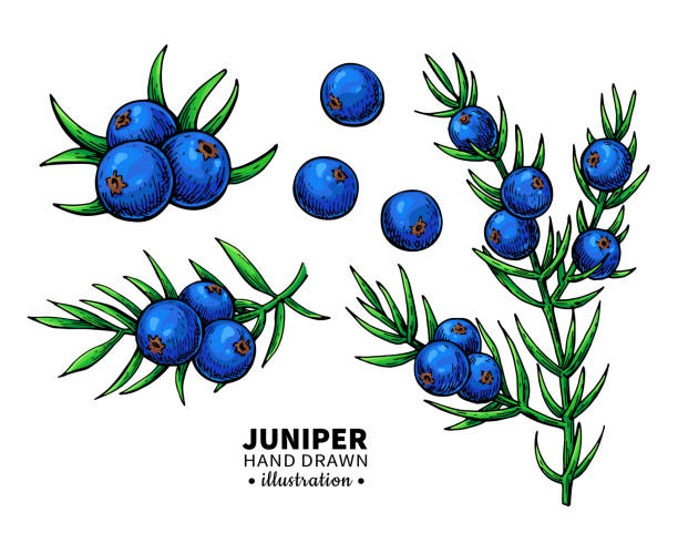 40+ Juniper Berry Oil Stock Illustrations, Royalty-Free Vector Graphics ...