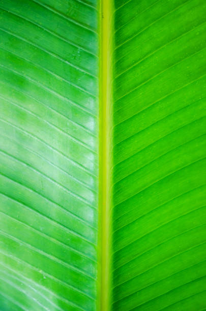 istock Creative layout of green leaf of tropical palm 898744406