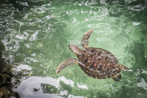istock Green marine turtles swimming 898744714