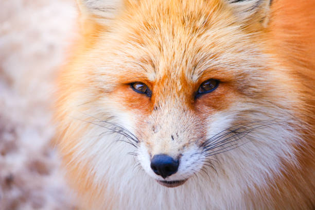 istock close up portrait of beautiful red fox 898745224