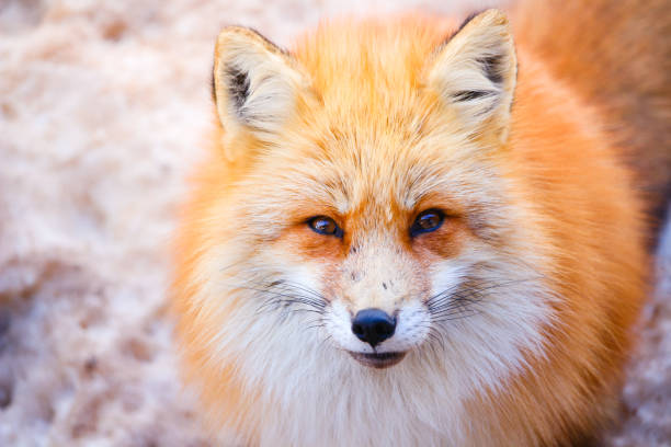 istock close up portrait of beautiful red fox 898745228