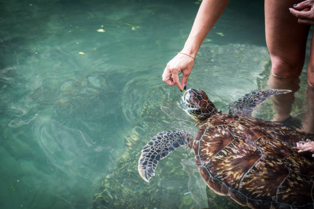istock A human hand is feeding a green turtle 898745252