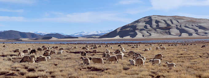 Herd of sheeps on Manasarovar lake - farmland in Ngari, Tibet, China