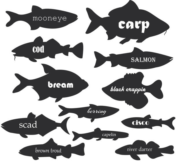 illustrations, cliparts, dessins animés et icônes de pêche commerciale vector silhouettes avec calligraphie noms. illustration de silhouette poissons fluviaux et maritimes pour le design de votre site. - cat fish food