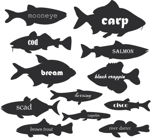 illustrazioni stock, clip art, cartoni animati e icone di tendenza di sagome vettoriali di pesce commerciale con nomi calligrafia. illustrazione di silhouette fiume di pesce e mare per il tuo web design. - cat fish food