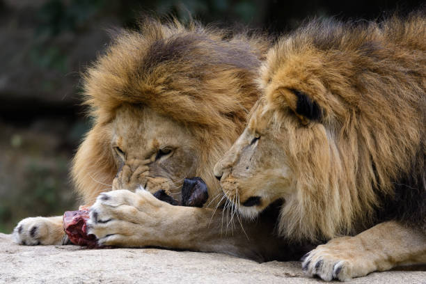Asiatic Lion in a national park in India.