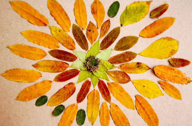 Hand made mandala made from dried leaves and plants