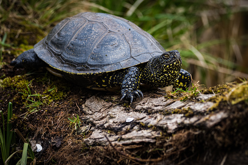 European pond turtle sitting on a log