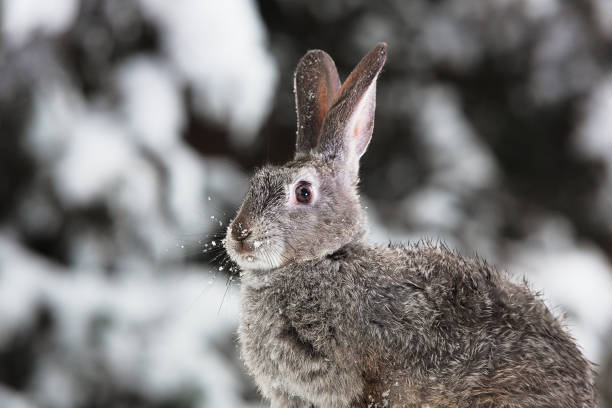 istock gray hare in the winter on the snow 898749390
