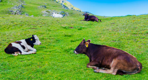 istock Landscape with cows in the mountain 898749422