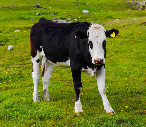 istock Landscape with cow in the mountain 898749468