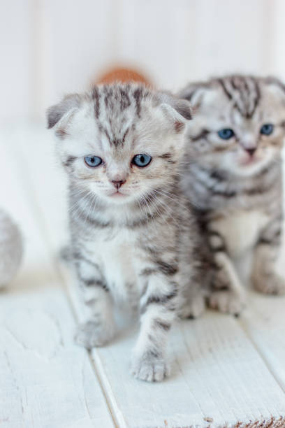 istock Portrait of two little kittens. 898749474