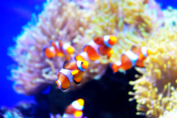 istock watercolor of nemo fish 898749532
