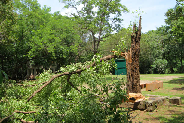 istock trees broke by the strong wind, the storm broke big birch 898751690