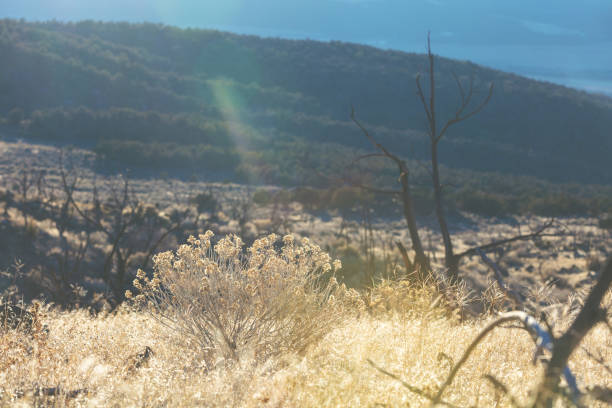 High Desert Sagebrush Flowering bush on Grand Mesa in western Colorado with burned out cedar trees and a rugged valley in the background (photos professionally retouched - Lightroom / Photoshop - original size 8688 x 5792 canon 5DS Full Frame) iStock Portfolio: http://bit.ly/eyecrave_istock Getty Images Portfolio: http://bit.ly/eyecrave_getty