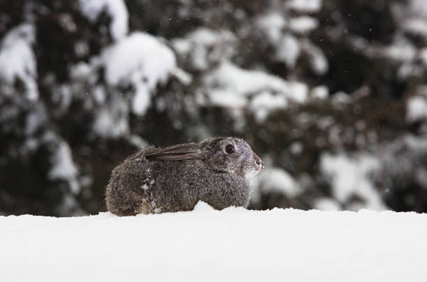 istock gray hare in the winter on the snow 898752776