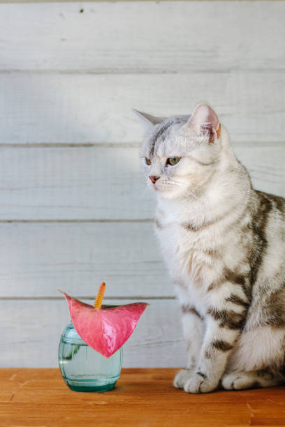 istock Nice aroma concept - cat sitting behind the nice scent flower. 898753246