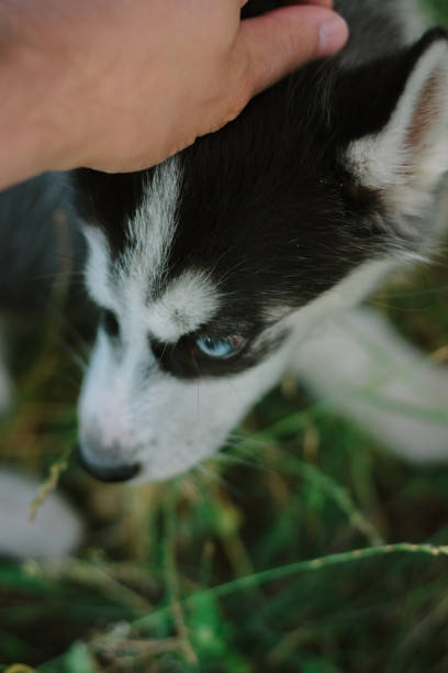 istock Little husky puppy dog playing on the park. 898760112