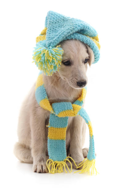 istock Dog in a cap and scarf. 898760216