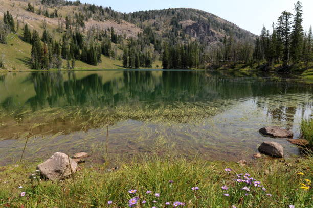 jezioro górskie - wilderness area flower pond clear sky zdjęcia i obrazy z banku zdjęć