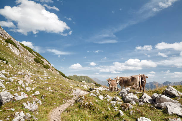istock brown alpine cows on pasture in mountains, Germany 898760858