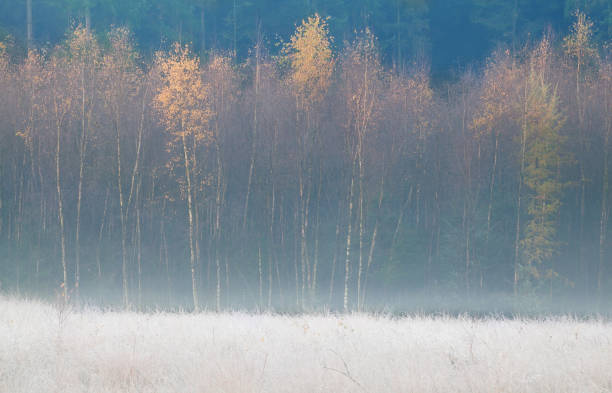 istock yellow birth trees during frosty autumn morning 898761182