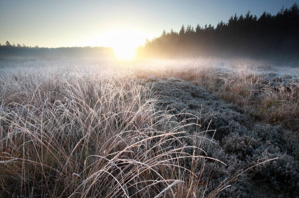 istock misty winter sunrise over frosted forest meadow 898761272