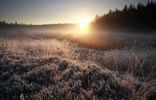 misty autumn sunrise over frosted meadow, Netherlands stock photo