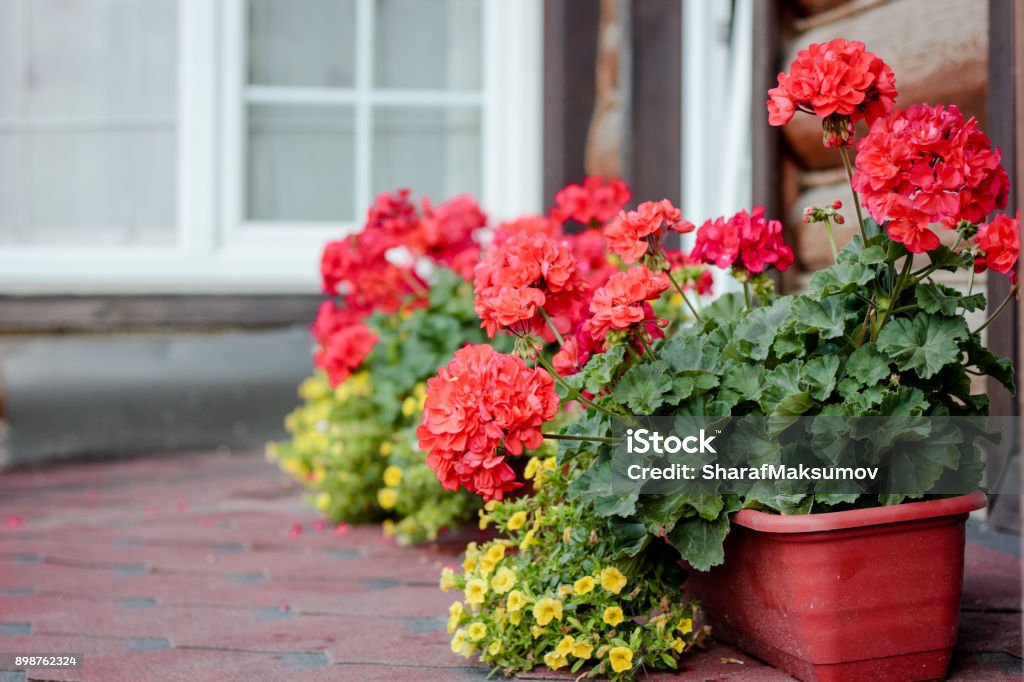 Foto de Gerânio Vermelho No Vaso De Flores e mais fotos de stock de Gerânio  - Flor temperada - Gerânio - Flor temperada, Panela, Vaso de flor - iStock