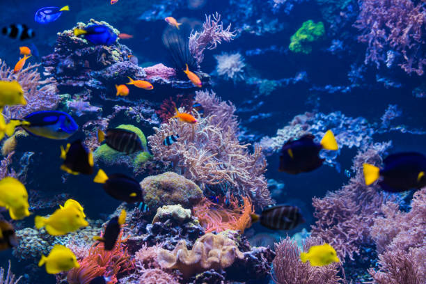 istock tropical Fish. Underwater world landscape 898764698