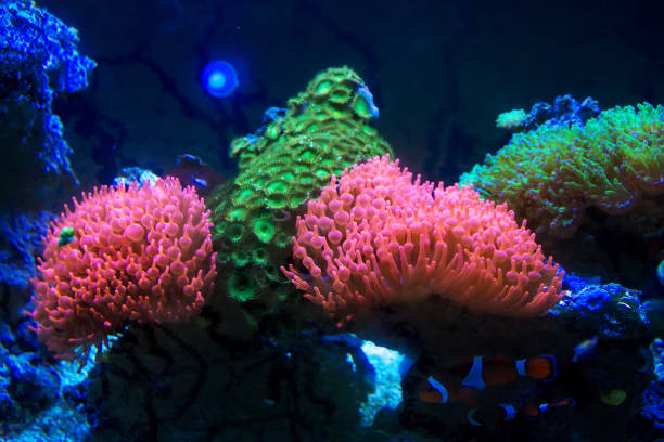 istock Bright colorful sea anemone 898764766
