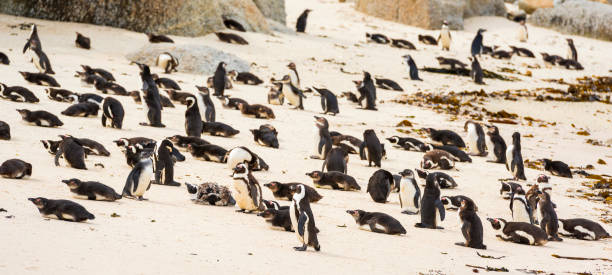 istock Boulders Penguin Colony 898764774