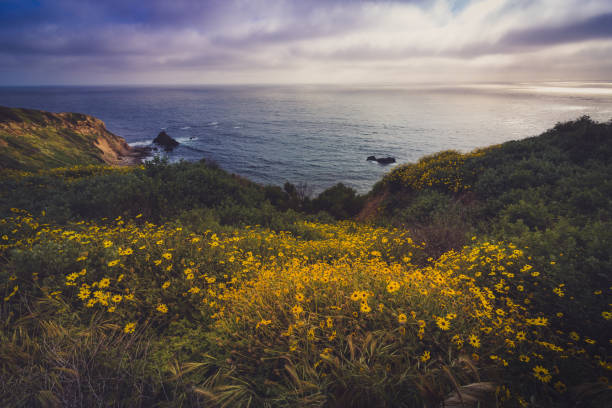 istock Rancho Palos Verdes Super Bloom 898768032