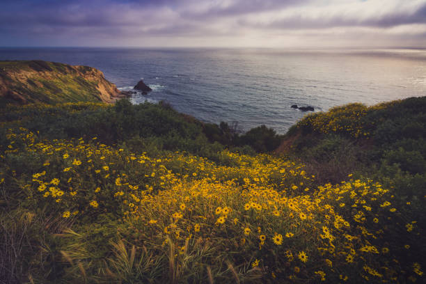 istock Rancho Palos Verdes Super Bloom 898768050