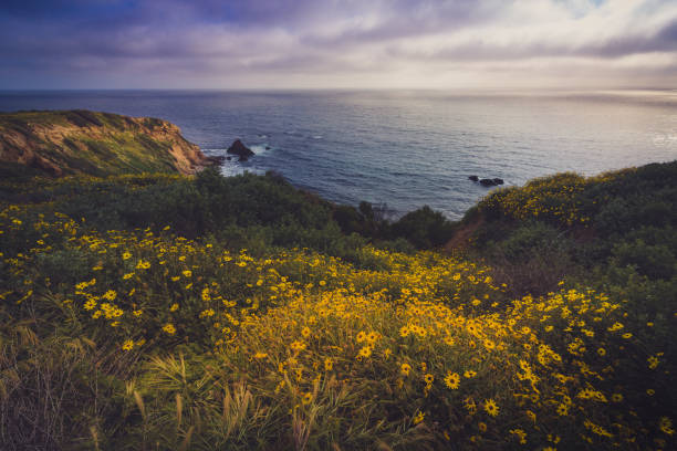 istock Rancho Palos Verdes Super Bloom 898768052