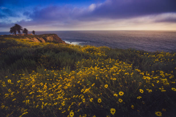 istock Rancho Palos Verdes Super Bloom 898768066