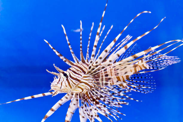 istock One large pterois volitans fish in blue salt water 898772394