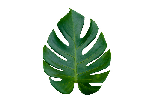 Monstera hojas con aislado en fondo blanco hojas en blanco photo