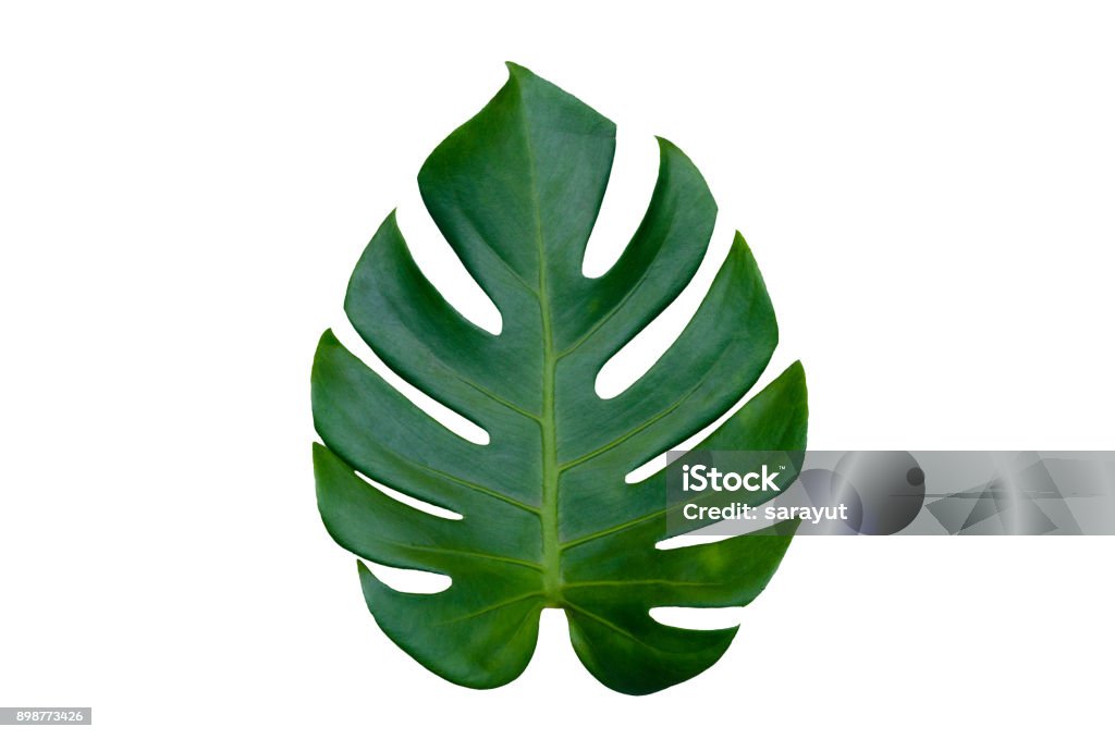 Monstera lascia foglie con Isolate su sfondo bianco Foglie su bianco - Foto stock royalty-free di Foglia