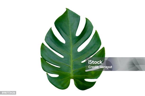 Monstera Leaves Leaves With Isolate On White Background Leaves On White Stock Photo - Download Image Now